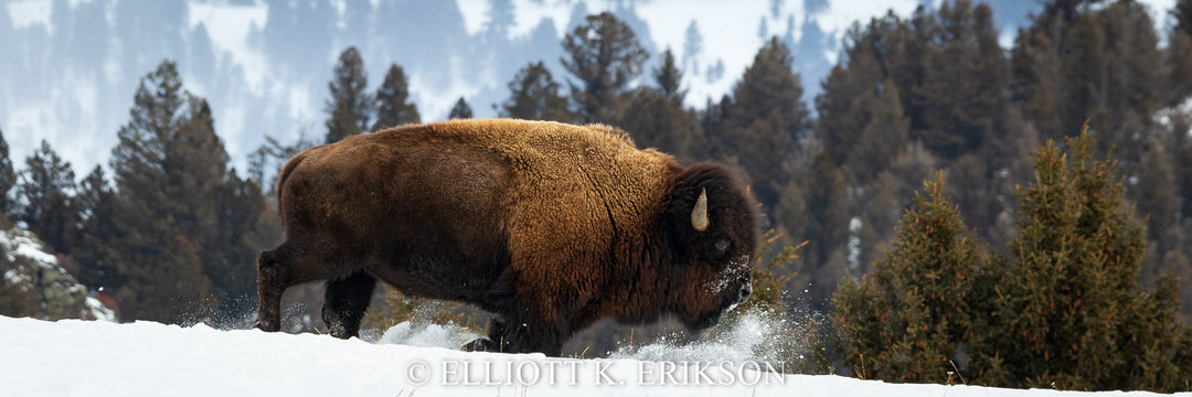 Snowplow. Yellowstone bison running down snowy hill.