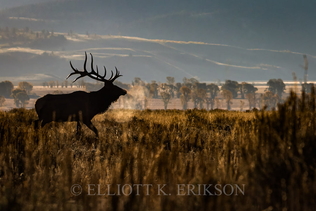 Ghost of the Forest. Silhouette of bull elk walking through golden grass in Grand Teton National Park.