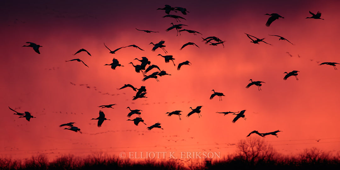 Ancient Migration – Sandhill Cranes