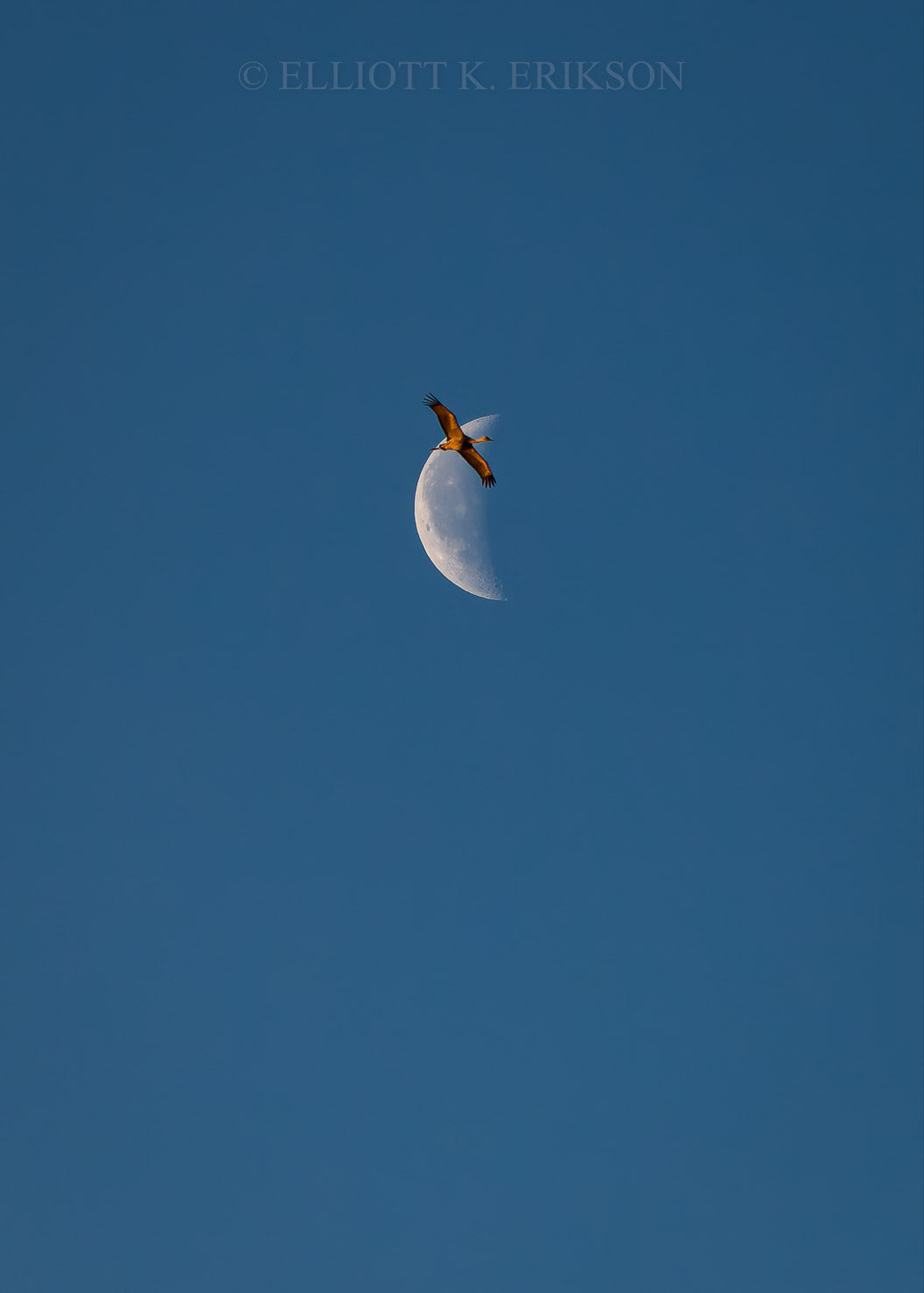 Transition Flight – Sandhill Crane