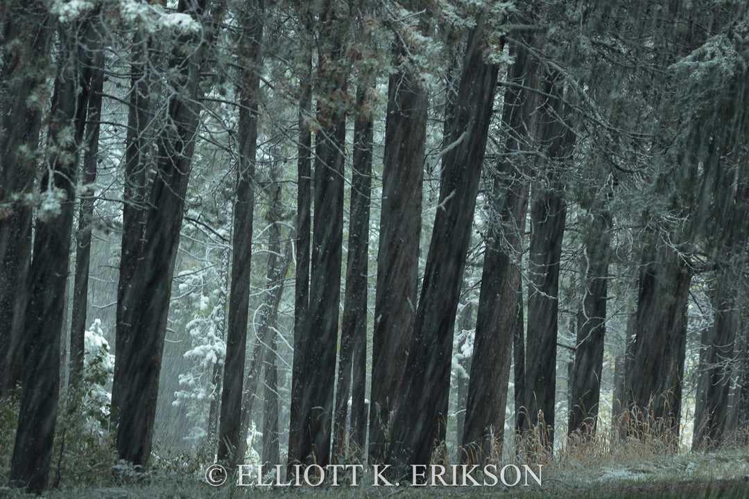 Winter's Silent Approach. September snow silently falls through a stand of pine trees.