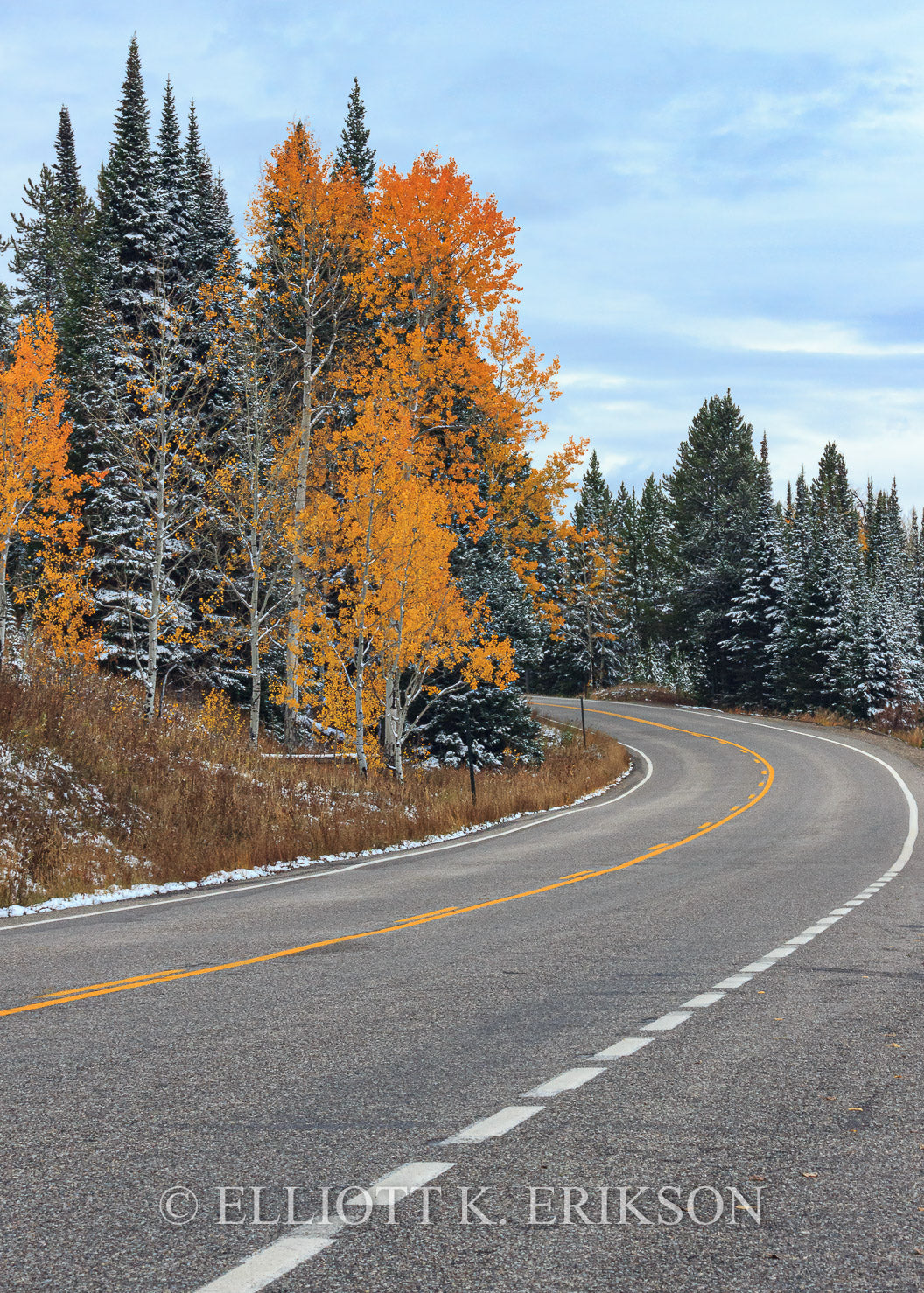 The Passing of Seasons. Autumn aspen trees with snow dusted spruce trees near U.S. Highway 191 in Grand Teton National Park.