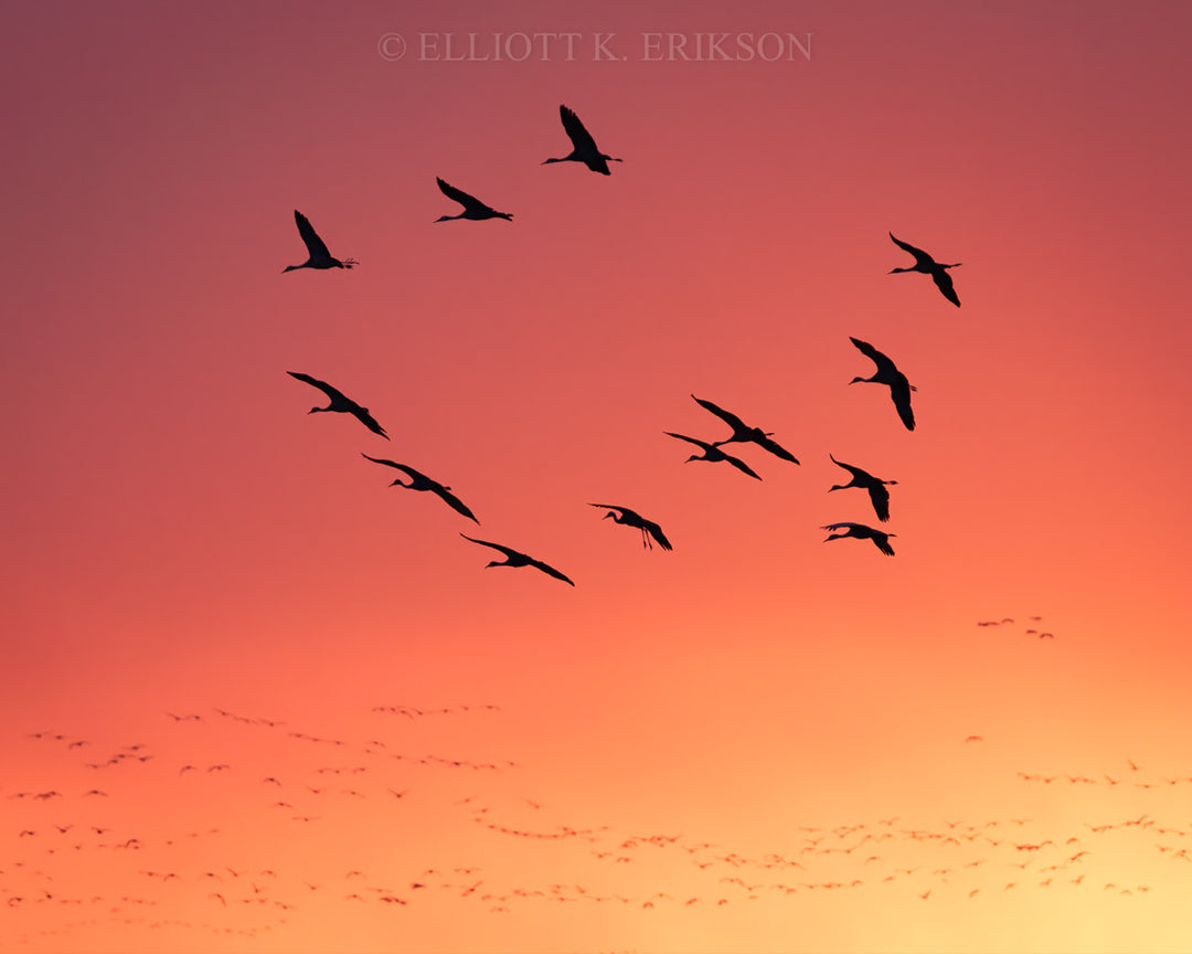 Returning Home – Sandhill Cranes