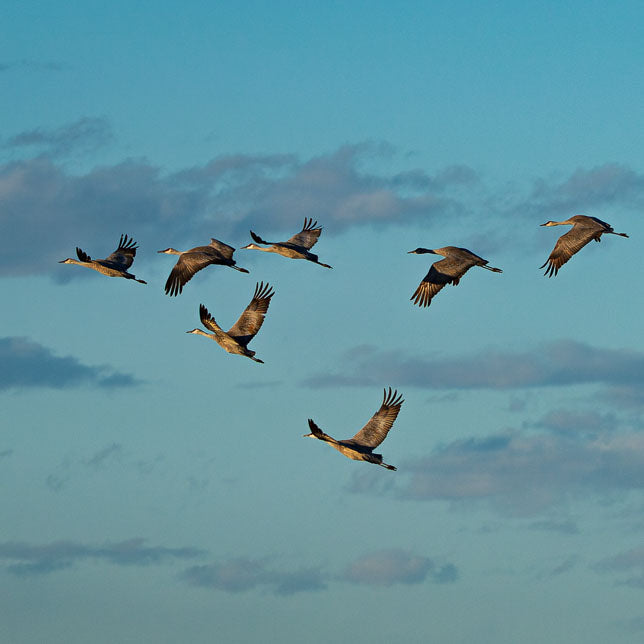 Sandhill Crane