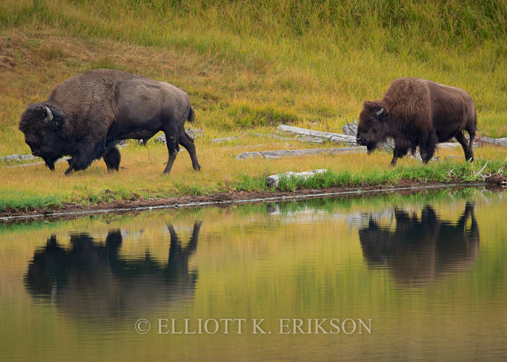 A Reflecting Stroll. Bison pair walk with reflections on Indian Pond.