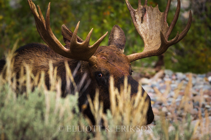 I'm Keeping My Eye on You. Bull moves with watchful eye passes by hill of sage.