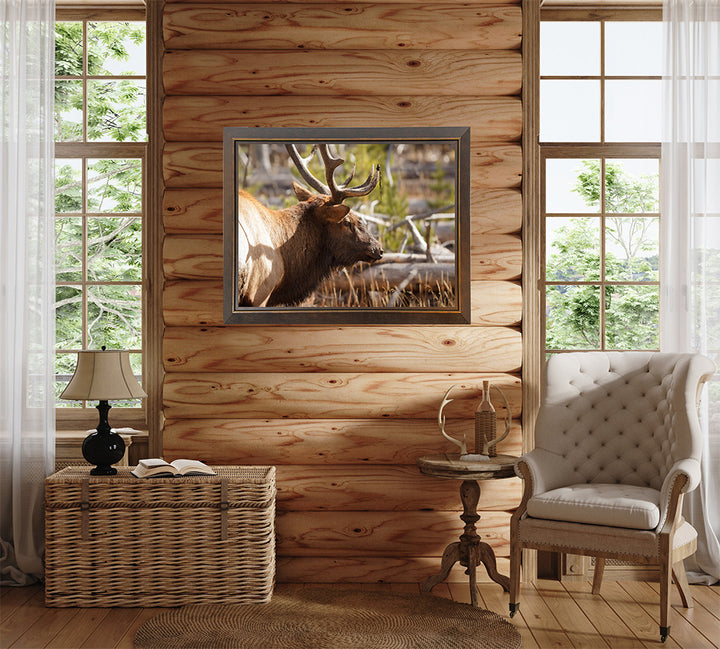 Bull Elk - Preparing for the Rut