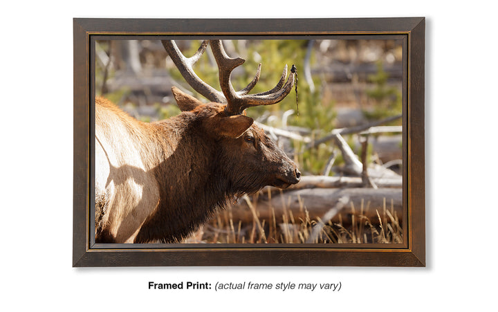 Bull Elk - Preparing for the Rut