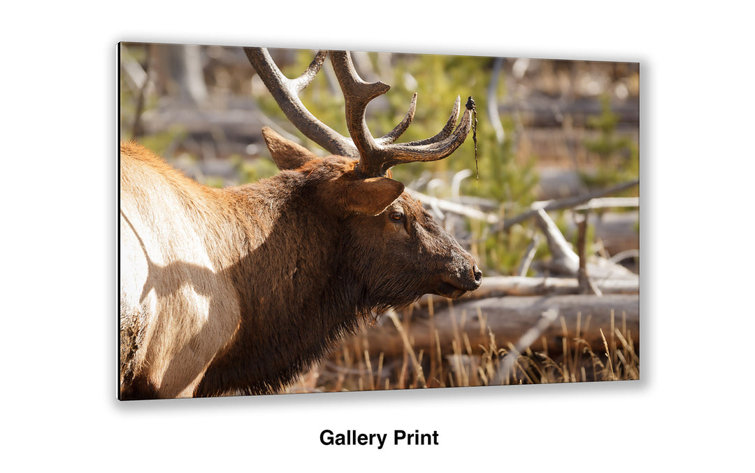 Bull Elk - Preparing for the Rut
