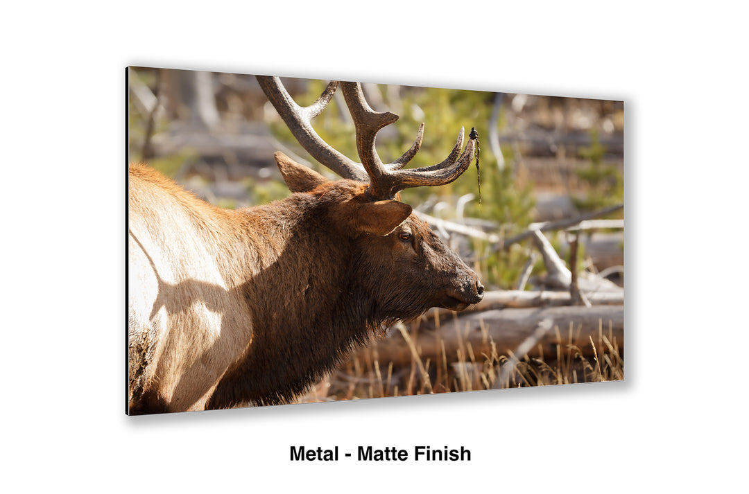 Bull Elk - Preparing for the Rut
