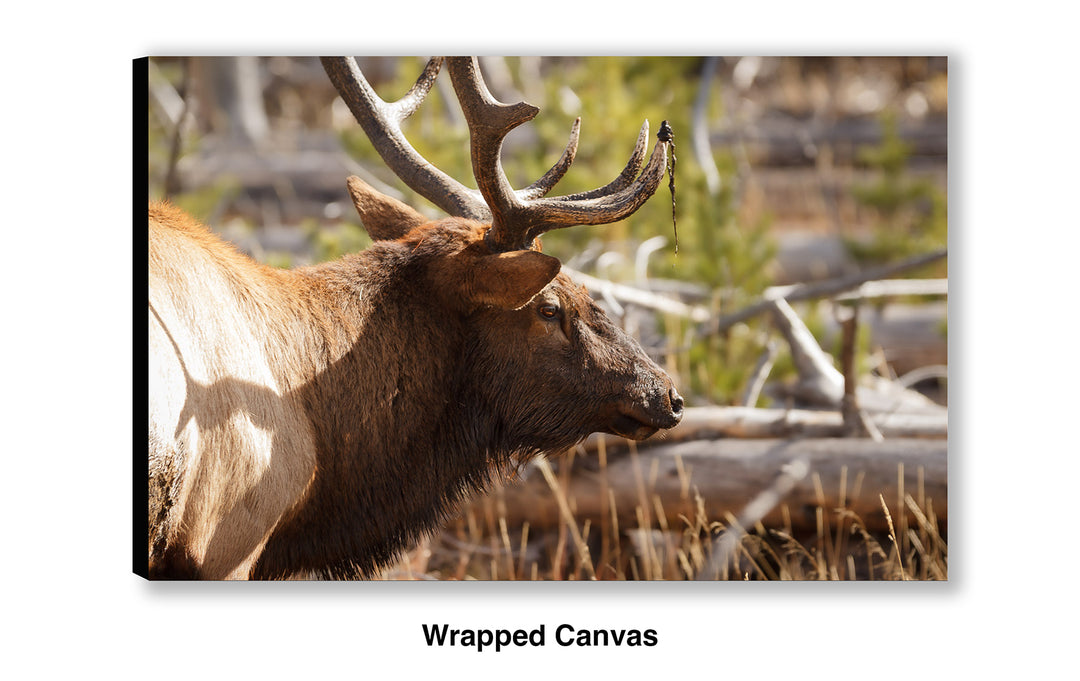 Bull Elk - Preparing for the Rut