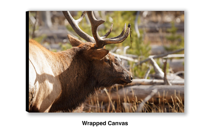 Bull Elk - Preparing for the Rut