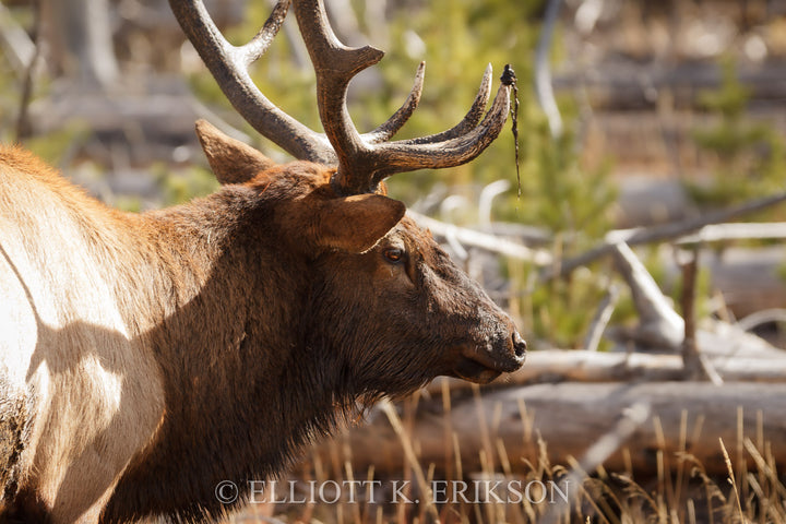 Bull Elk - Preparing for the Rut. Bull elk during rut with vegetation on tips of antler.