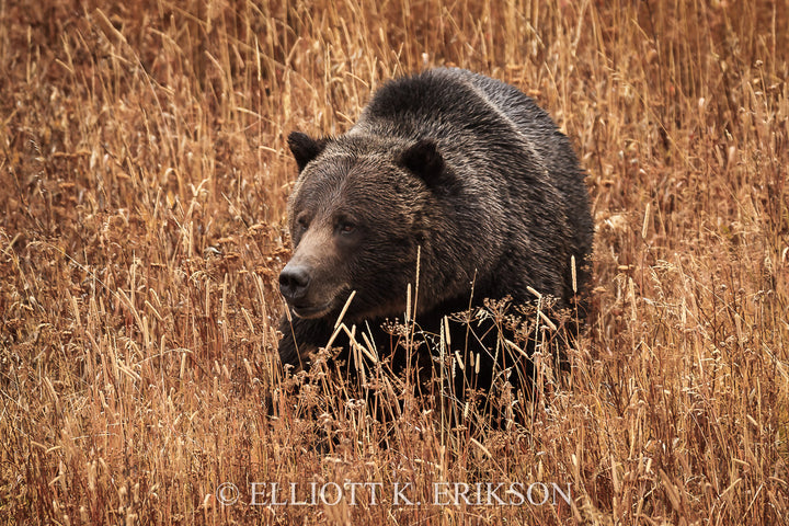 Golden Bear. Grizzly bear walks through tall strands of golden grass.