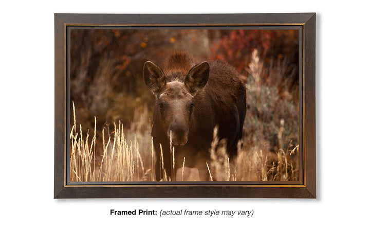 Moose Calf - I See You