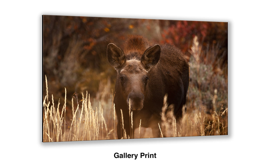 Moose Calf - I See You