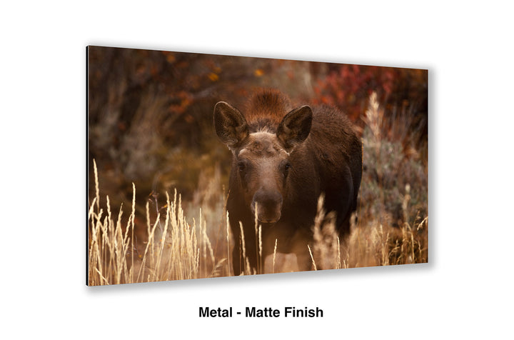 Moose Calf - I See You