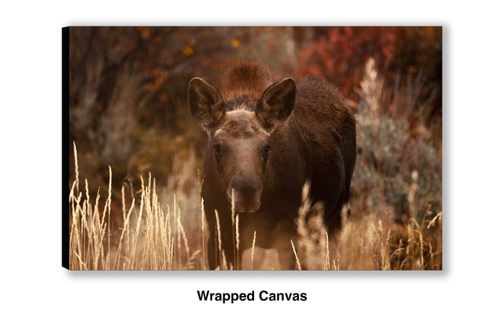 Moose Calf - I See You
