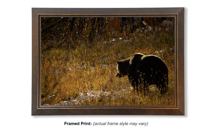 The Continuous Search