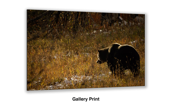 The Continuous Search