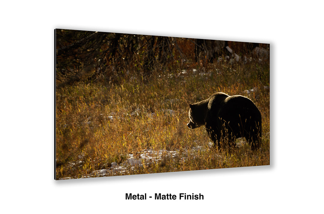 The Continuous Search