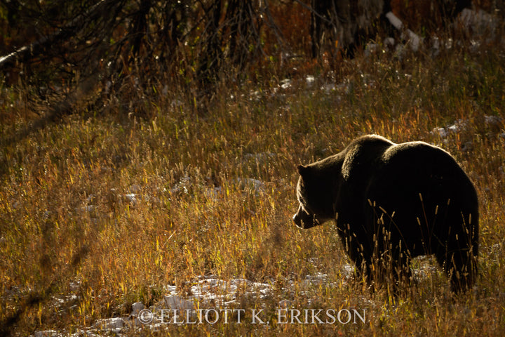 The Continuous Search. Grizzly bear searches for food.