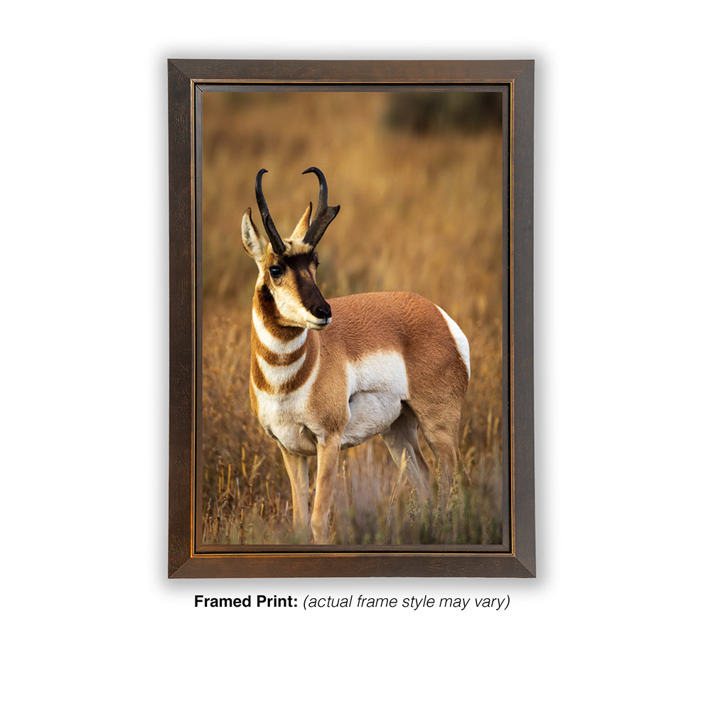 Prince of the Plains