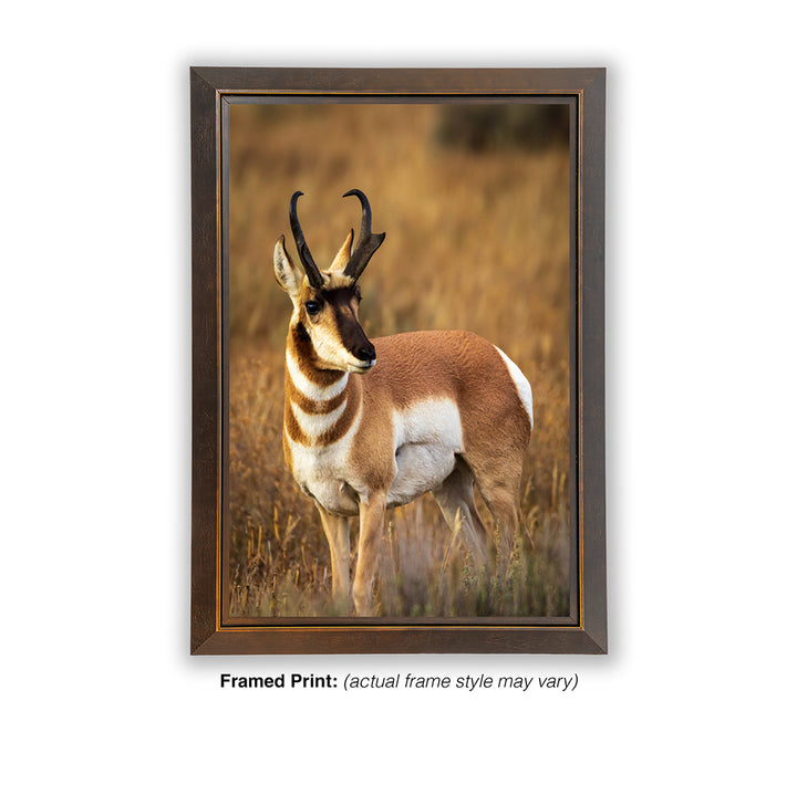 Prince of the Plains