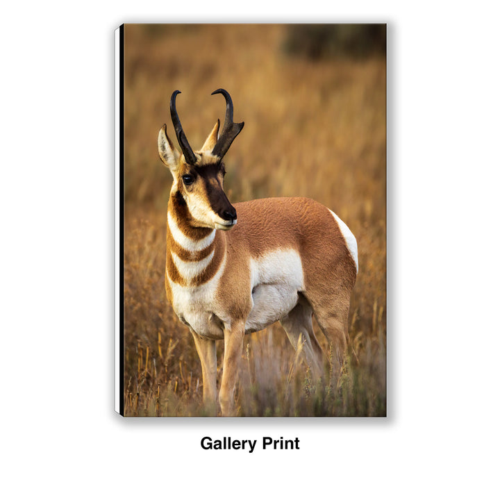 Prince of the Plains