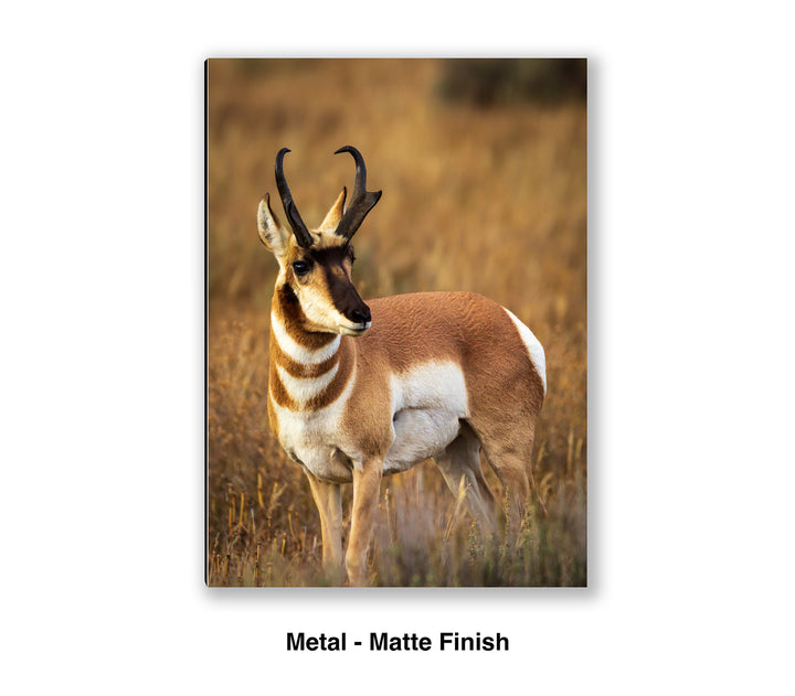 Prince of the Plains