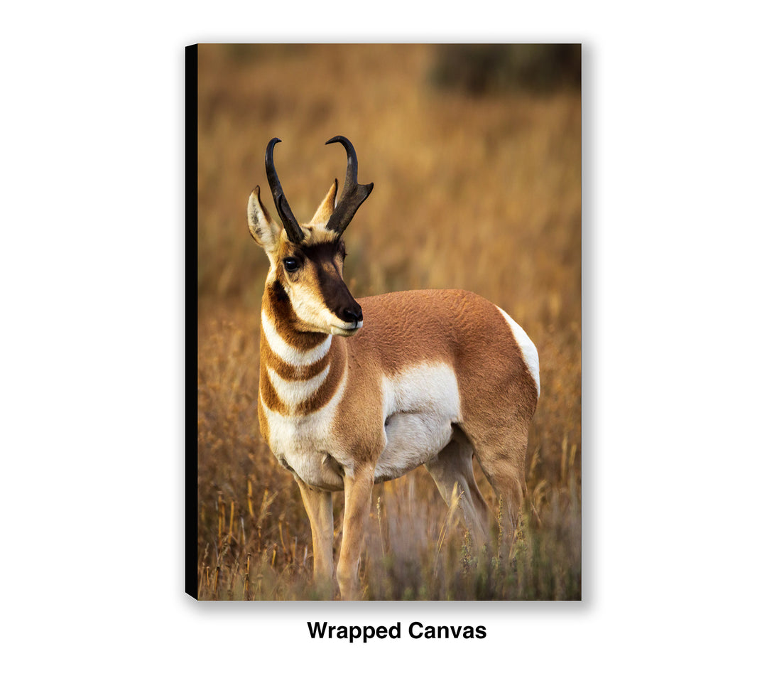 Prince of the Plains