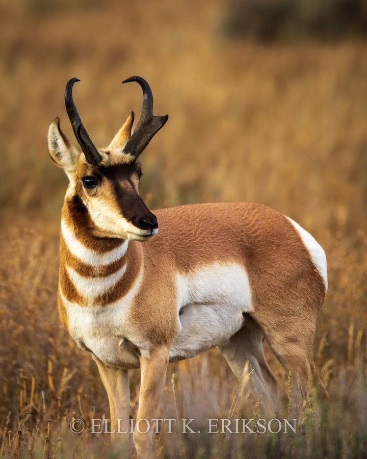 Prince of the Plains. Pronghorn buck in autumn.