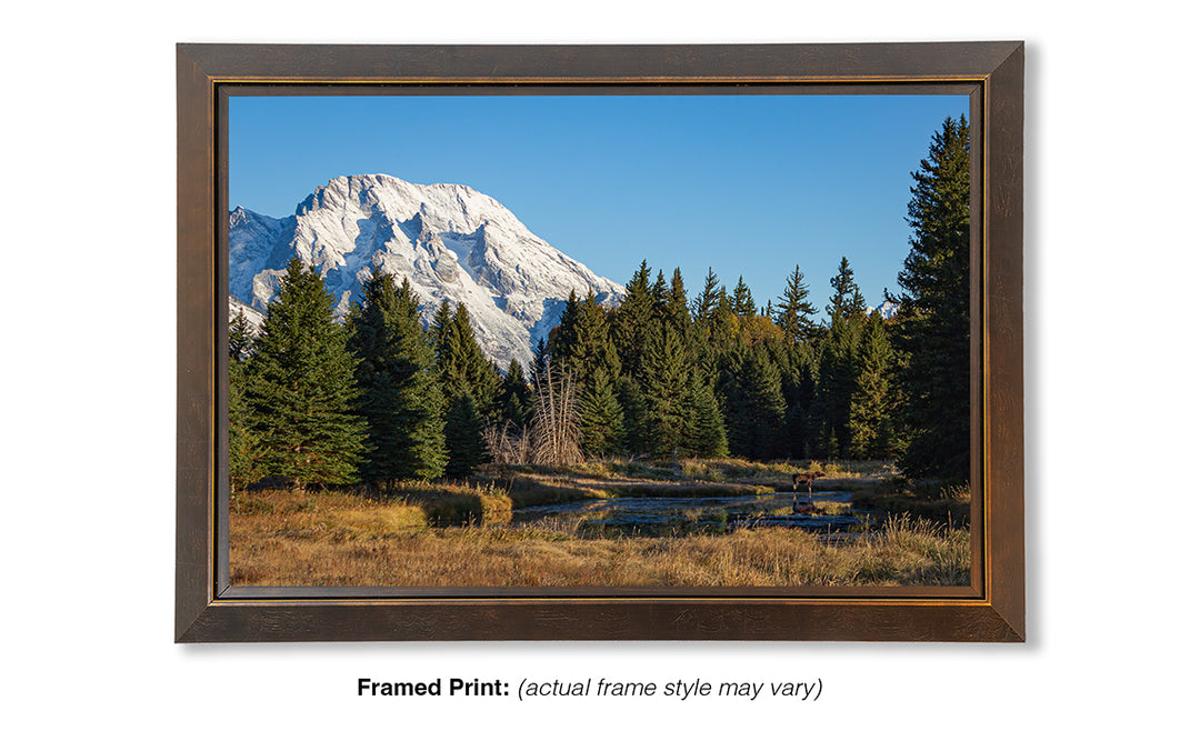 Mount Moran Morning Moose