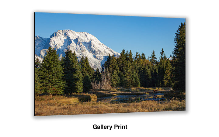 Mount Moran Morning Moose