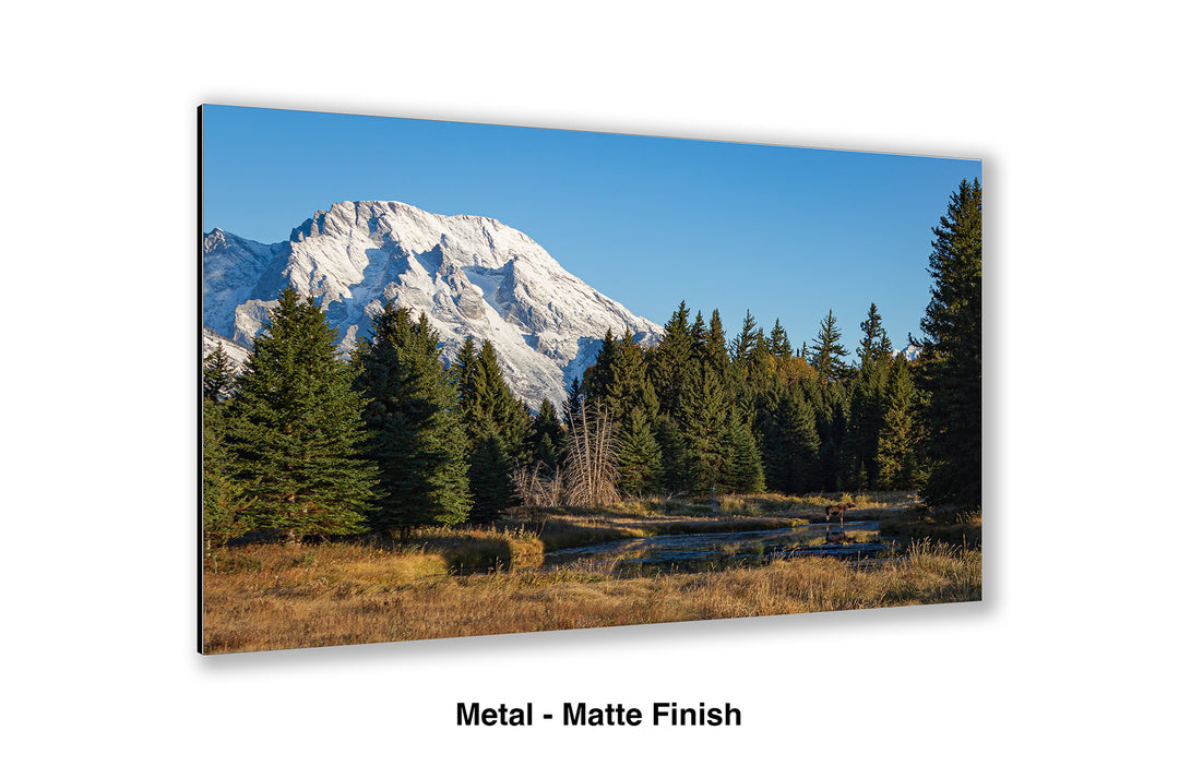 Mount Moran Morning Moose