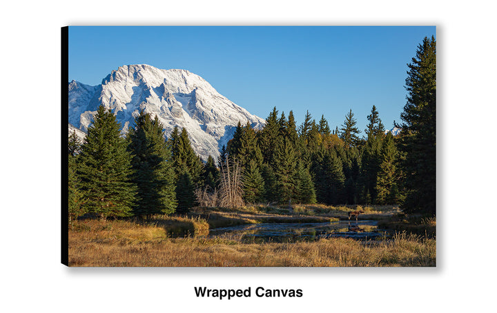 Mount Moran Morning Moose