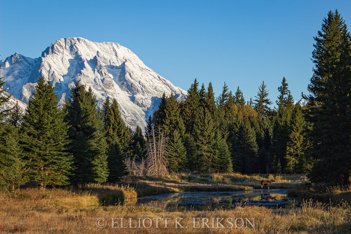 Mount Moran Morning Moose. Moose at Schwabacher Landing in front of snow covered Mount Moran.