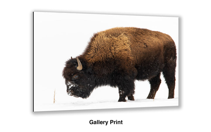 In the Bleak Midwinter