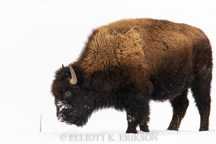 In the Bleak Midwinter. Bison finds a small strand of grass in Lamar Valley during winter.