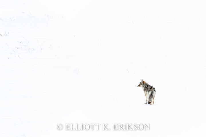 Alone in the Cold. Coyote alone in the cold snow of Lamar Valley.