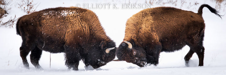 Training Ground. Two young bison spar in Lamar Valley winter.