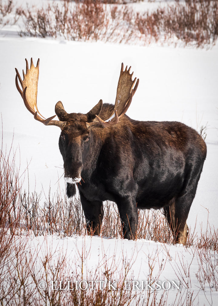 Snow King. Bull moose eats willow branches in winter.