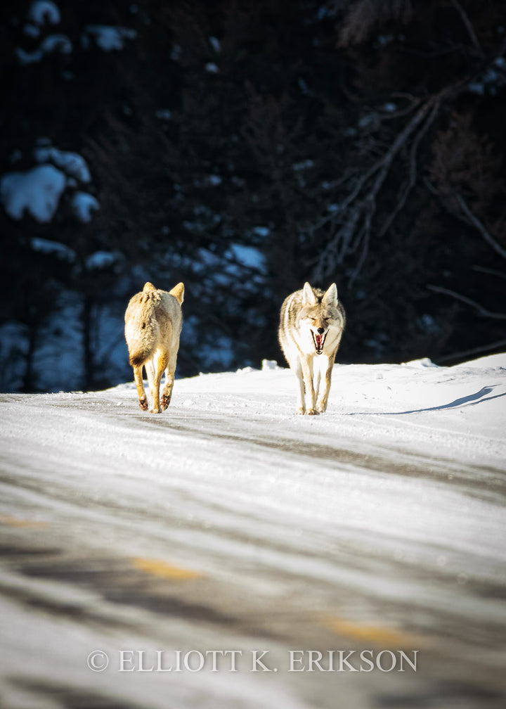 A Passing Joke. Two coyotes pass each other on snow covered Yellowstone road with one appearing to have a laughing expression.