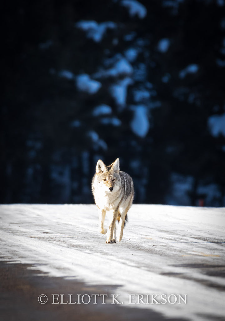 Morning Walk. Yellowstone coyote walks down snow-covered road.