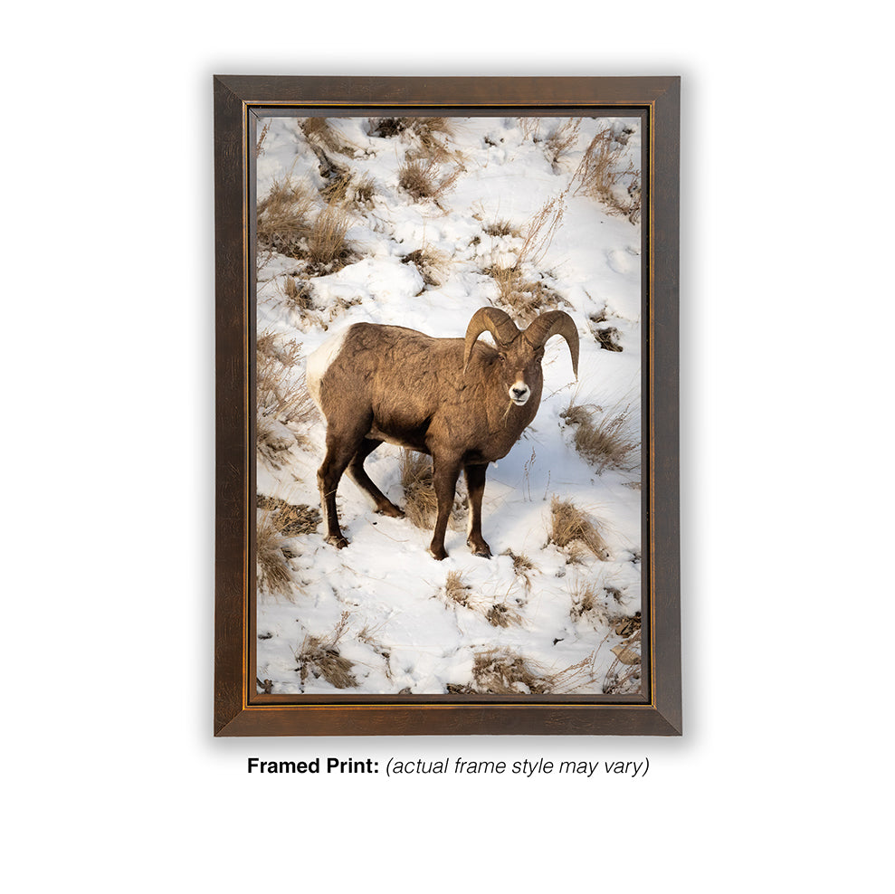 Lamar Valley Bighorn