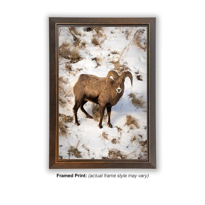 Lamar Valley Bighorn