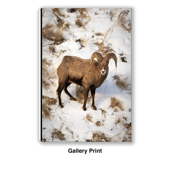 Lamar Valley Bighorn