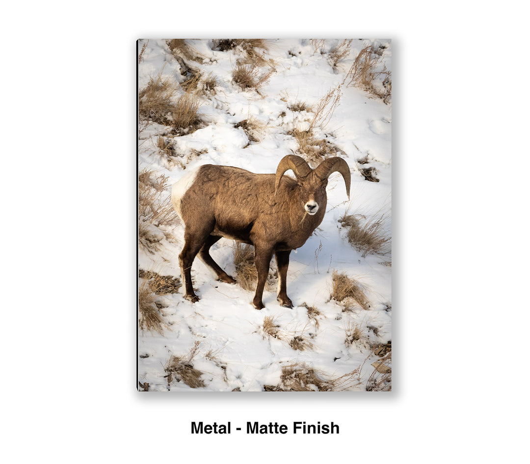 Lamar Valley Bighorn