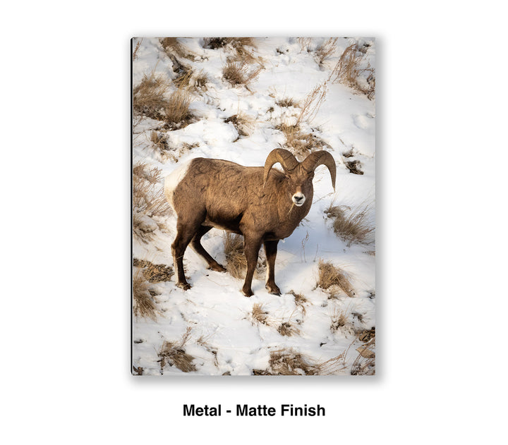 Lamar Valley Bighorn