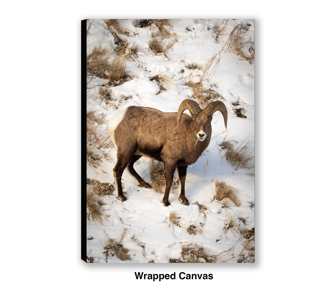 Lamar Valley Bighorn